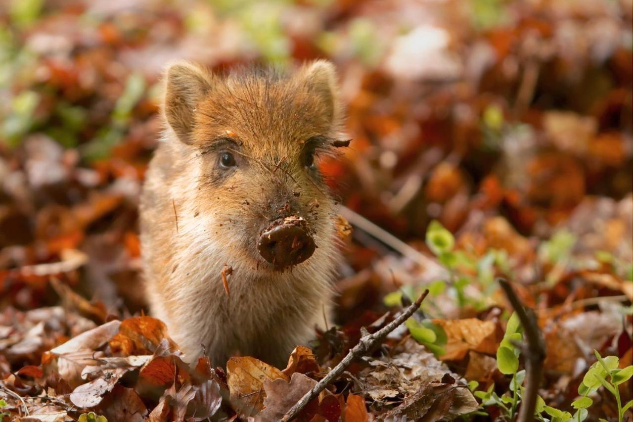 Vakantiehuis Vliegend Hert Veluwe Nunspeet Esterno foto