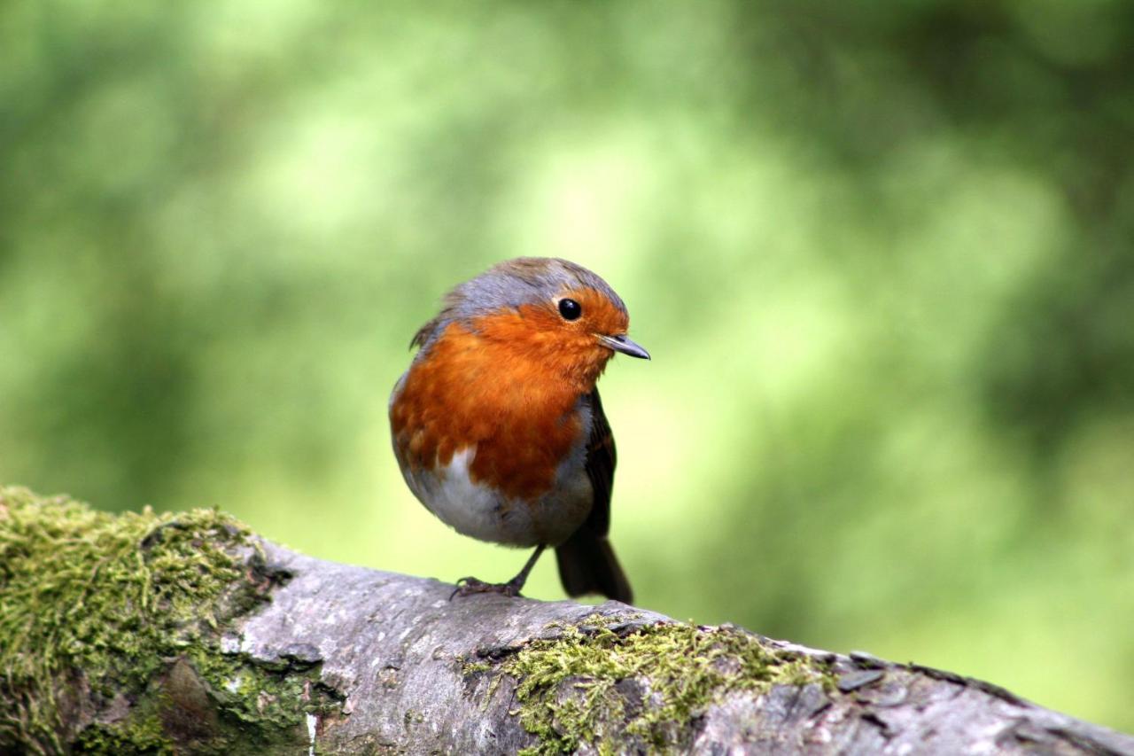 Vakantiehuis Vliegend Hert Veluwe Nunspeet Esterno foto