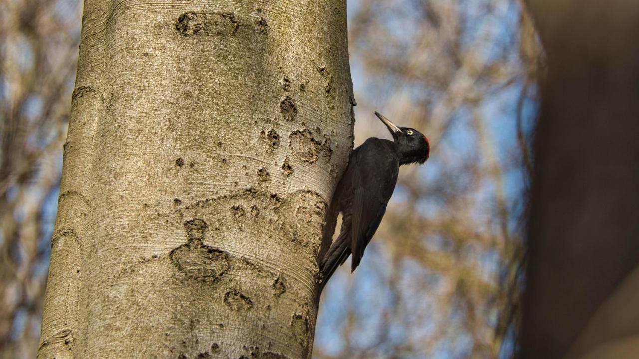 Vakantiehuis Vliegend Hert Veluwe Nunspeet Esterno foto
