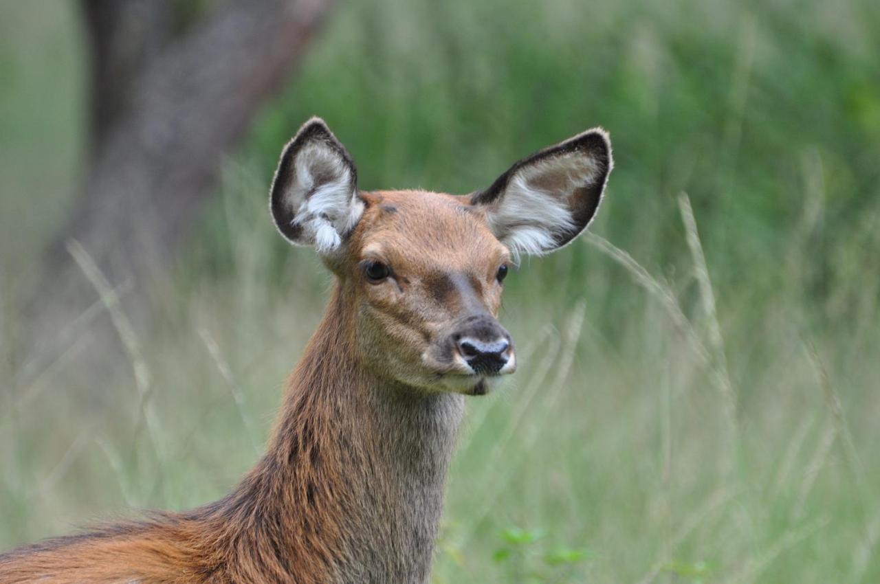 Vakantiehuis Vliegend Hert Veluwe Nunspeet Esterno foto