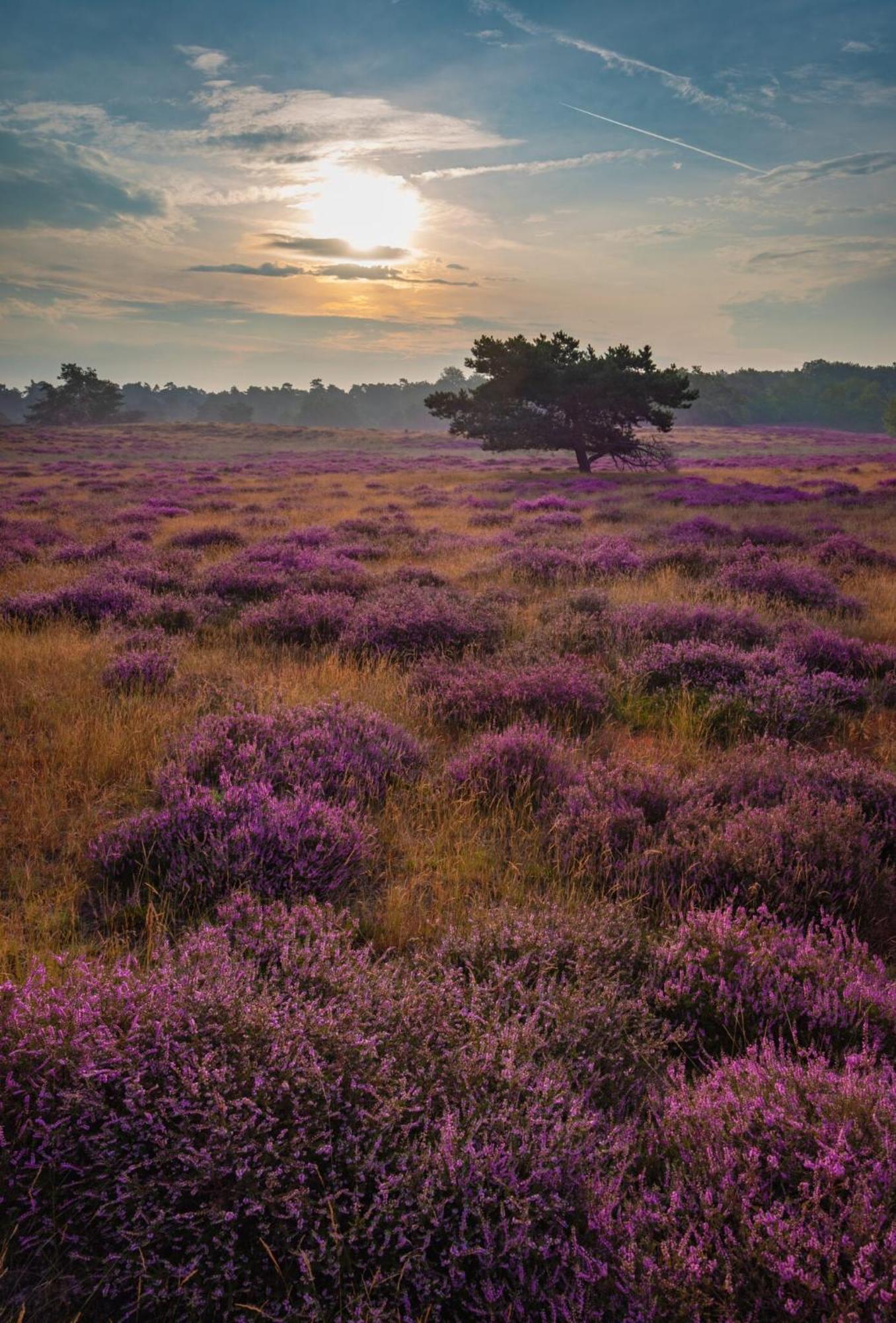 Vakantiehuis Vliegend Hert Veluwe Nunspeet Esterno foto